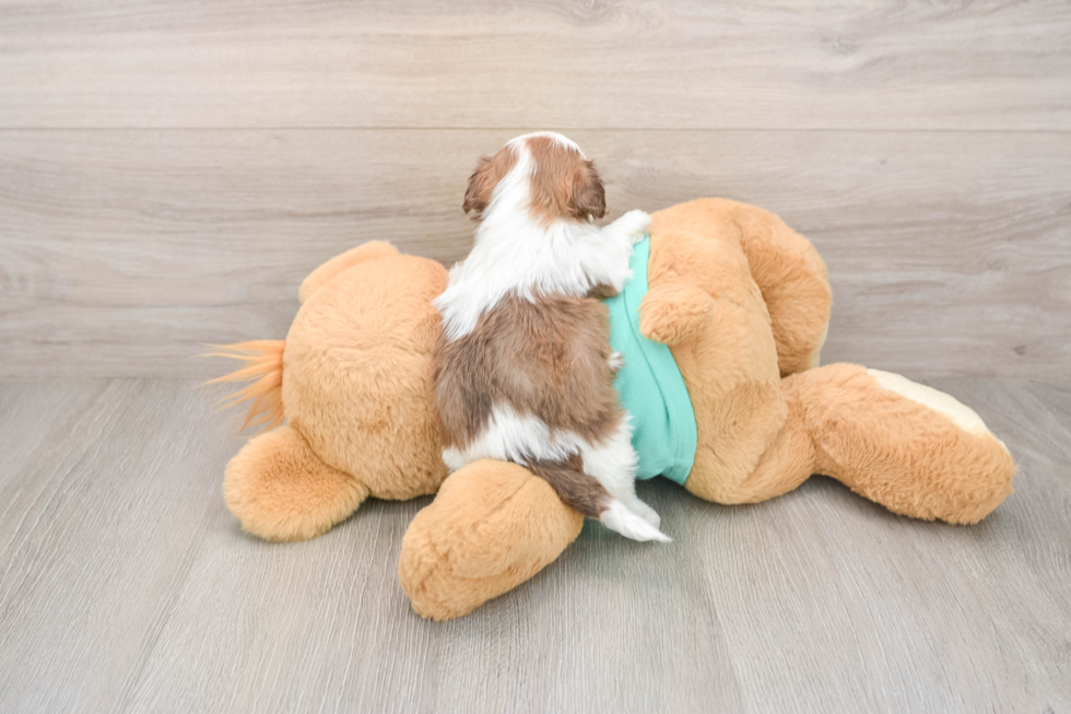 Shih Poo Pup Being Cute
