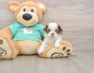 8 week old Shih Poo Puppy For Sale - Florida Fur Babies