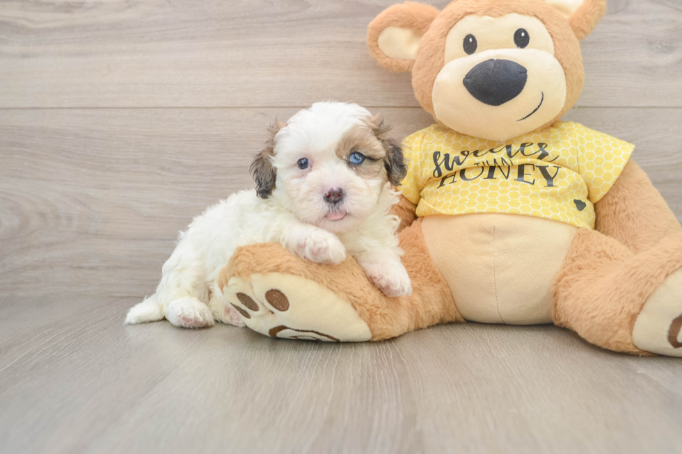 Shih Poo Pup Being Cute