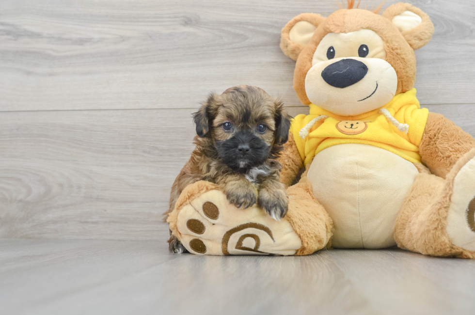 5 week old Shih Poo Puppy For Sale - Florida Fur Babies