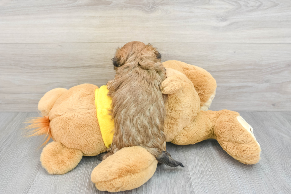 Friendly Shih Poo Baby