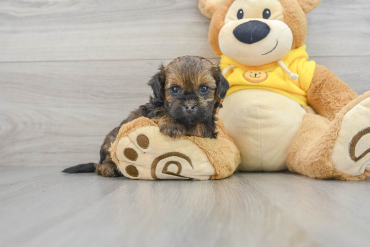 Playful Shihpoo Poodle Mix Puppy