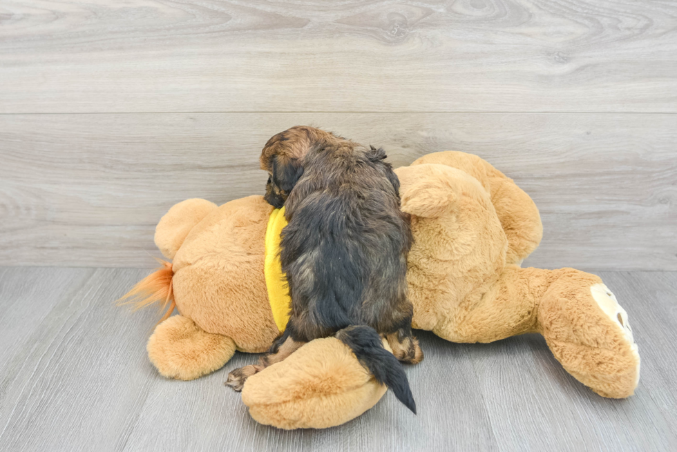 Shih Poo Puppy for Adoption