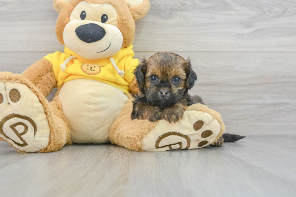 Hypoallergenic Shihpoo Poodle Mix Puppy