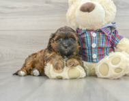 10 week old Shih Poo Puppy For Sale - Florida Fur Babies