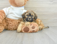 8 week old Shih Poo Puppy For Sale - Florida Fur Babies