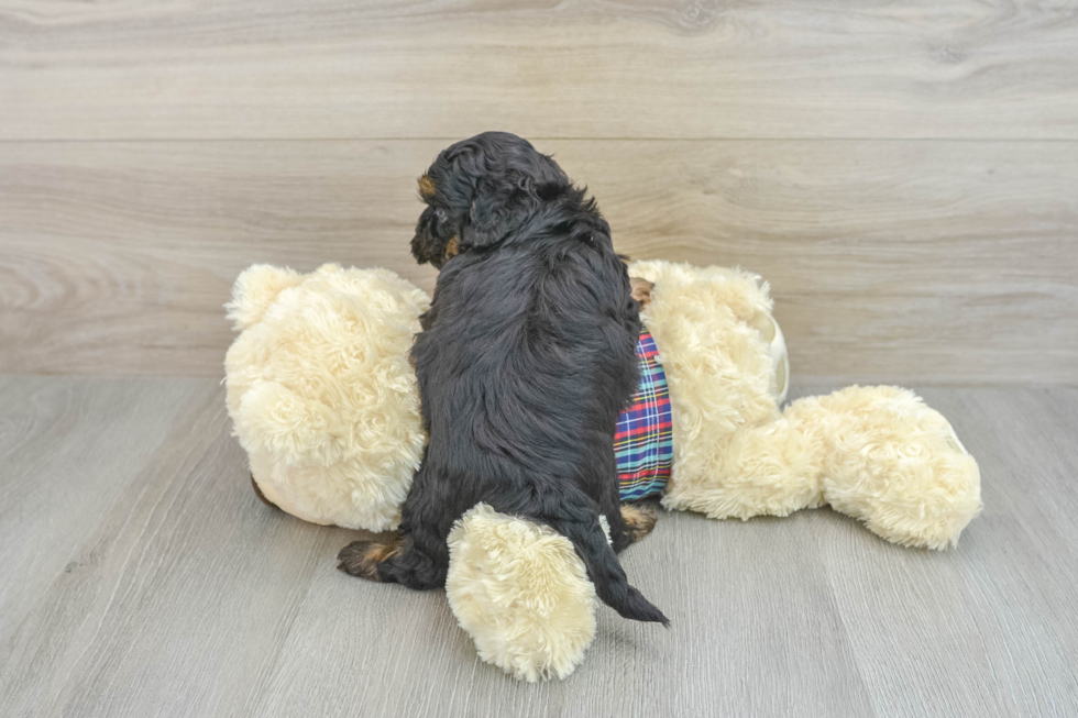 Shih Poo Pup Being Cute