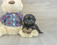 7 week old Shih Poo Puppy For Sale - Florida Fur Babies