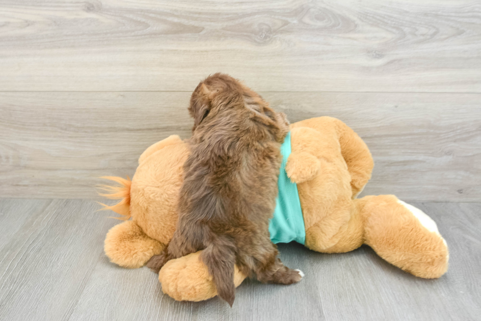 Fluffy Shih Poo Poodle Mix Pup