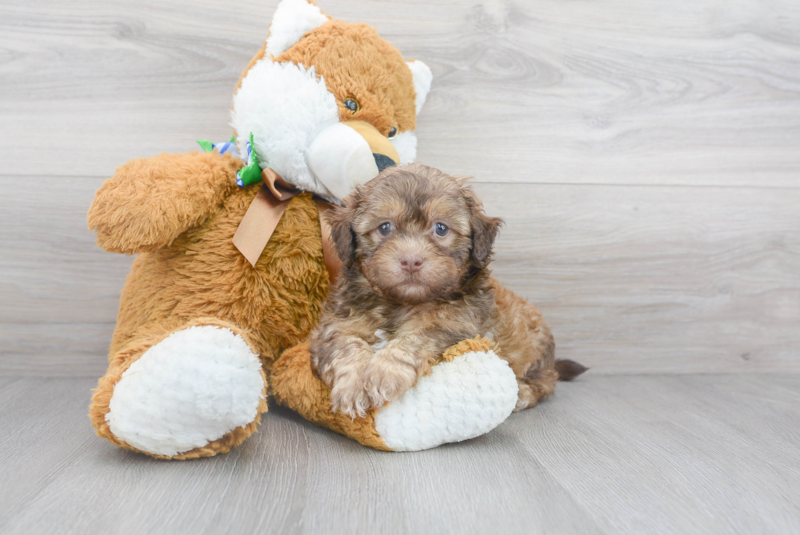 Meet Scotty - our Shih Poo Puppy Photo 2/3 - Florida Fur Babies