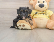 8 week old Shih Poo Puppy For Sale - Florida Fur Babies