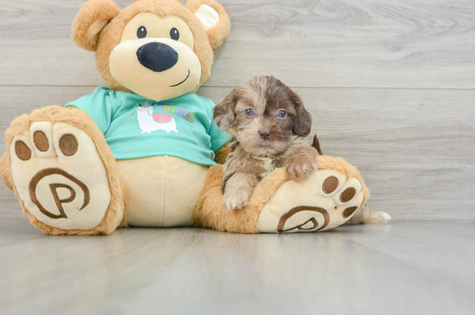 8 week old Shih Poo Puppy For Sale - Florida Fur Babies