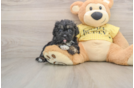 Hypoallergenic Shihpoo Poodle Mix Puppy