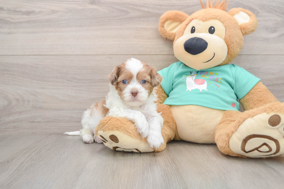 Playful Shihpoo Poodle Mix Puppy