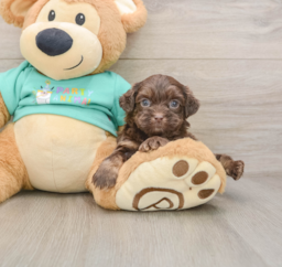 7 week old Shih Poo Puppy For Sale - Florida Fur Babies