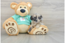 Shih Poo Puppy for Adoption