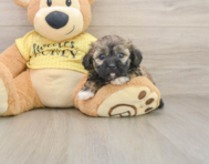 9 week old Shih Poo Puppy For Sale - Florida Fur Babies