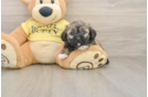Best Shih Poo Baby