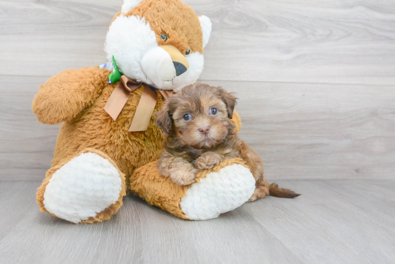 Meet Snuggles - our Shih Poo Puppy Photo 2/3 - Florida Fur Babies