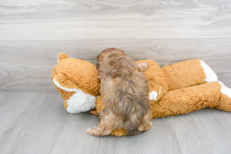 Meet Snuggles - our Shih Poo Puppy Photo 3/3 - Florida Fur Babies
