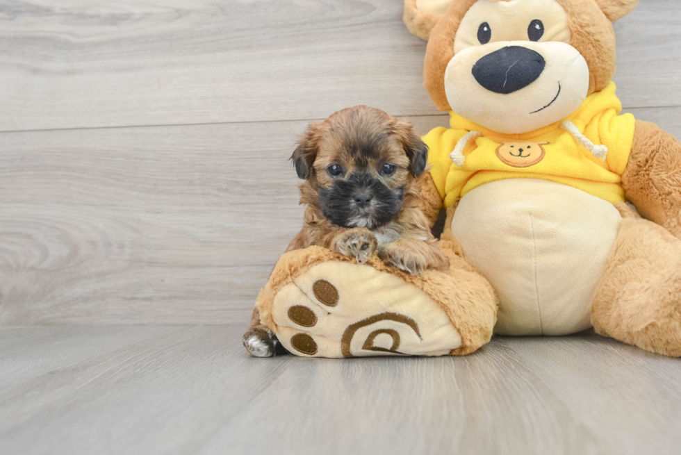 Shih Poo Puppy for Adoption