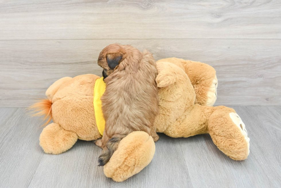 Smart Shih Poo Poodle Mix Pup
