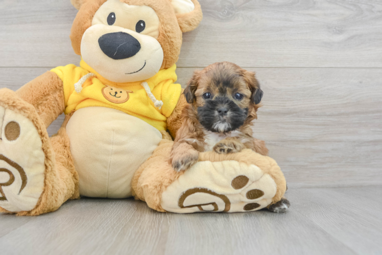Playful Shihpoo Poodle Mix Puppy
