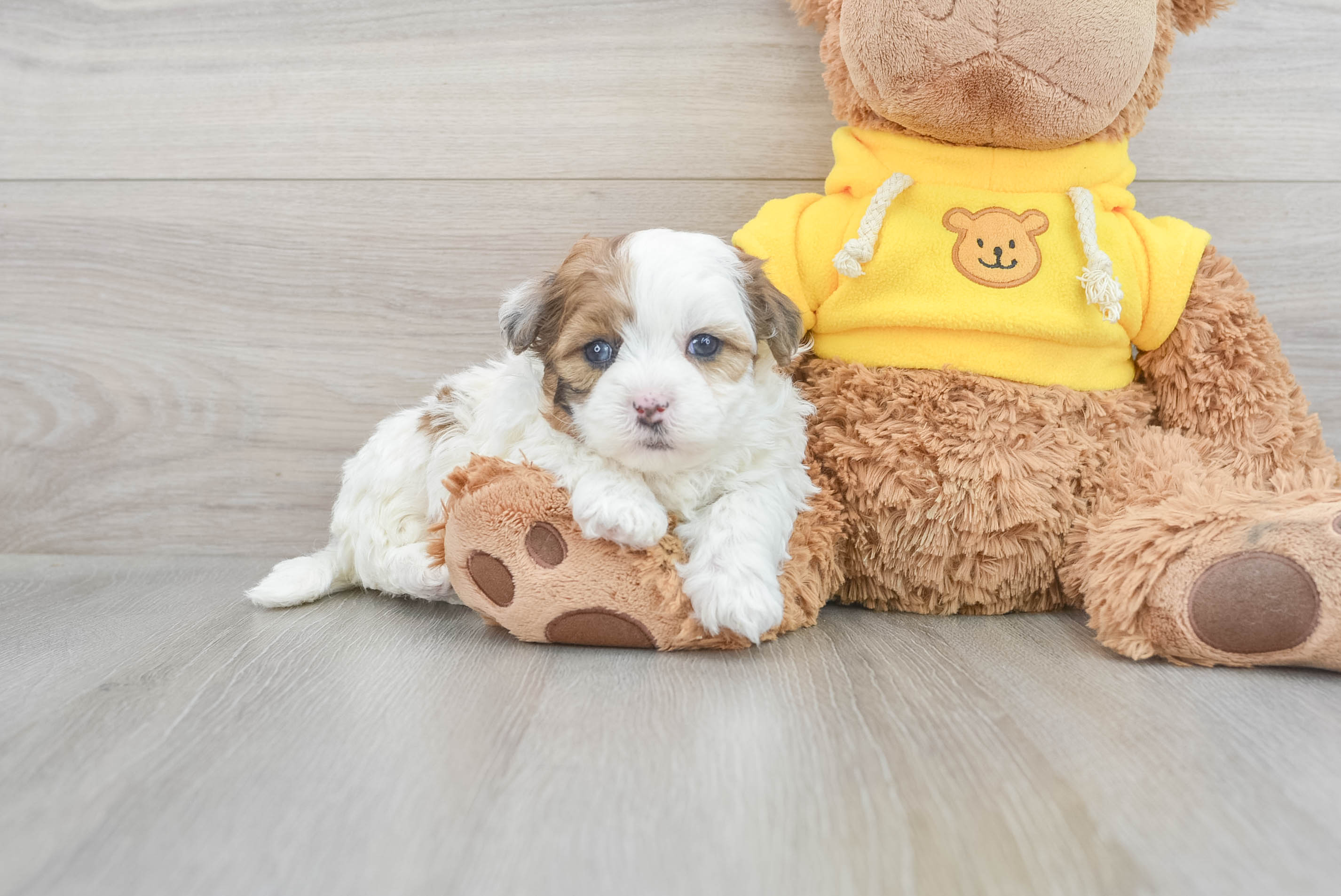 Teddy bear puppies for 2025 sale