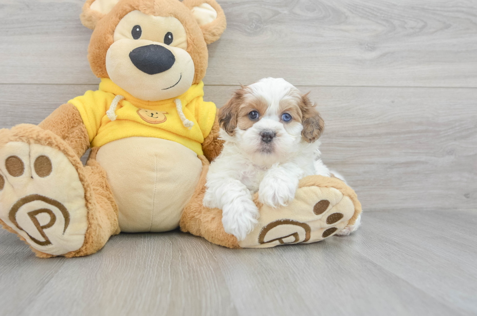 6 week old Shih Poo Puppy For Sale - Florida Fur Babies