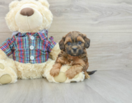 7 week old Shih Poo Puppy For Sale - Florida Fur Babies