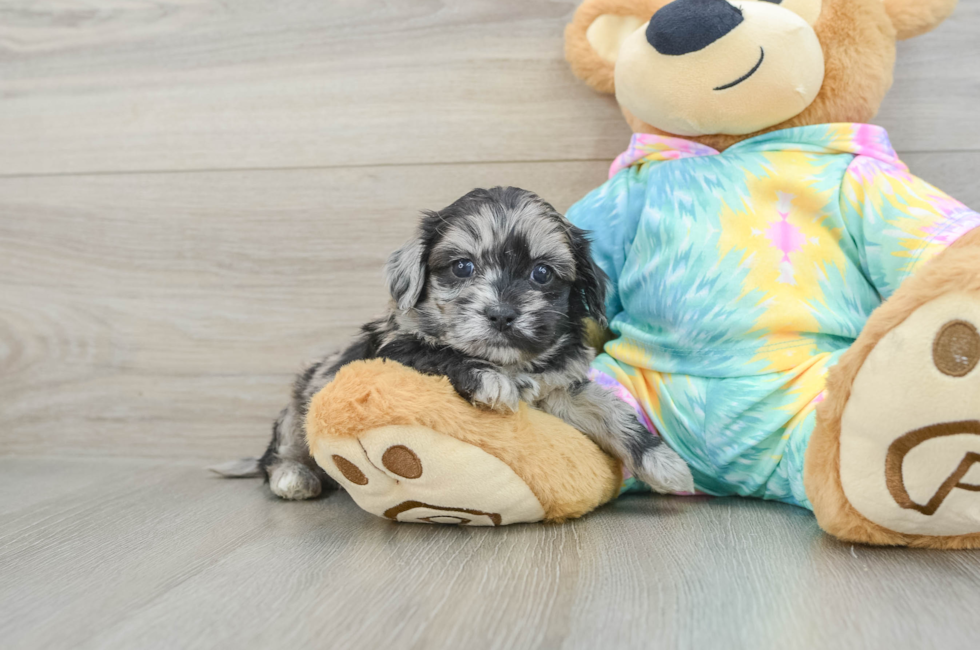 5 week old Shih Poo Puppy For Sale - Florida Fur Babies