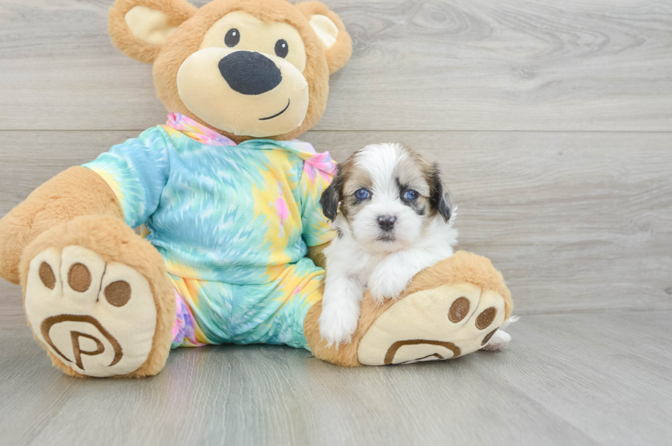 5 week old Shih Poo Puppy For Sale - Florida Fur Babies