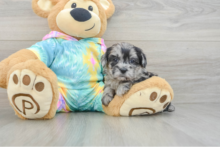 Fluffy Shih Poo Poodle Mix Pup