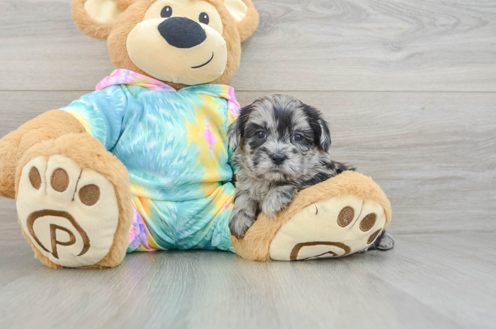 5 week old Shih Poo Puppy For Sale - Florida Fur Babies