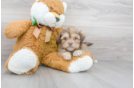 Meet Stanley - our Shih Poo Puppy Photo 2/3 - Florida Fur Babies