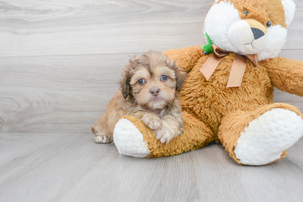 Meet Stanley - our Shih Poo Puppy Photo 1/3 - Florida Fur Babies