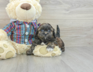 7 week old Shih Poo Puppy For Sale - Florida Fur Babies