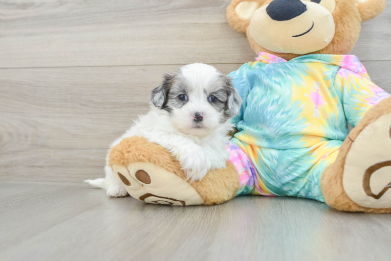 Meet Stew - our Shih Poo Puppy Photo 1/3 - Florida Fur Babies