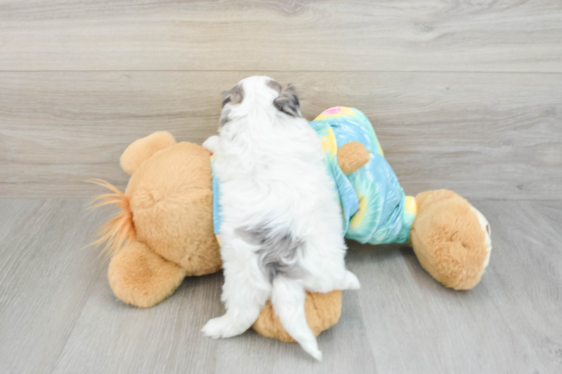 Meet Stew - our Shih Poo Puppy Photo 2/3 - Florida Fur Babies
