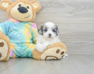 8 week old Shih Poo Puppy For Sale - Florida Fur Babies