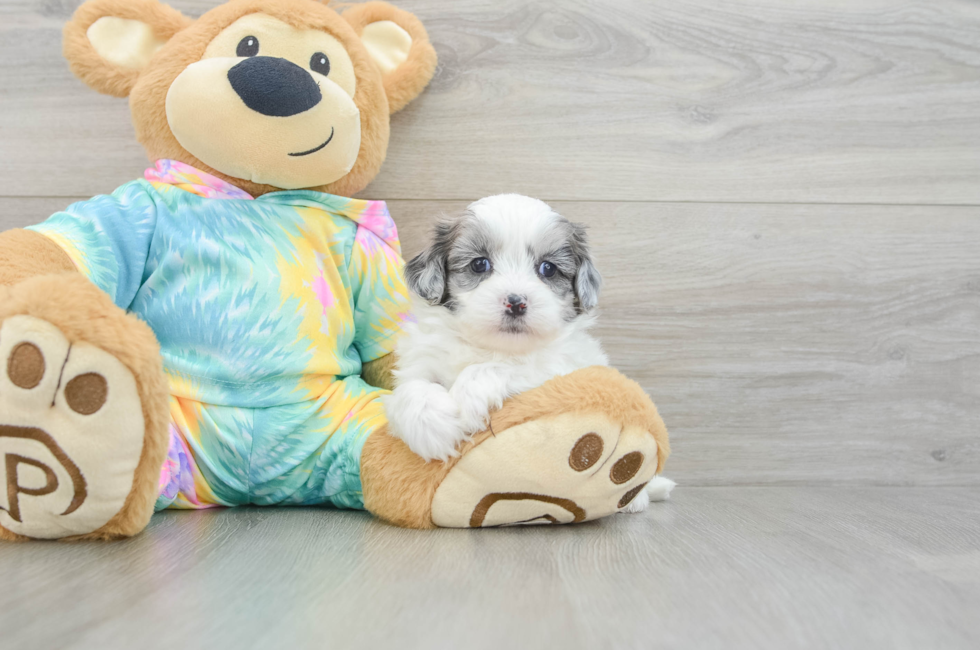 5 week old Shih Poo Puppy For Sale - Florida Fur Babies