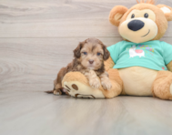 5 week old Shih Poo Puppy For Sale - Florida Fur Babies