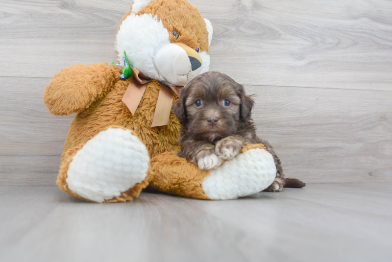 Meet Stew - our Shih Poo Puppy Photo 2/3 - Florida Fur Babies
