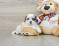 8 week old Shih Poo Puppy For Sale - Florida Fur Babies