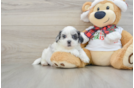 Shih Poo Puppy for Adoption