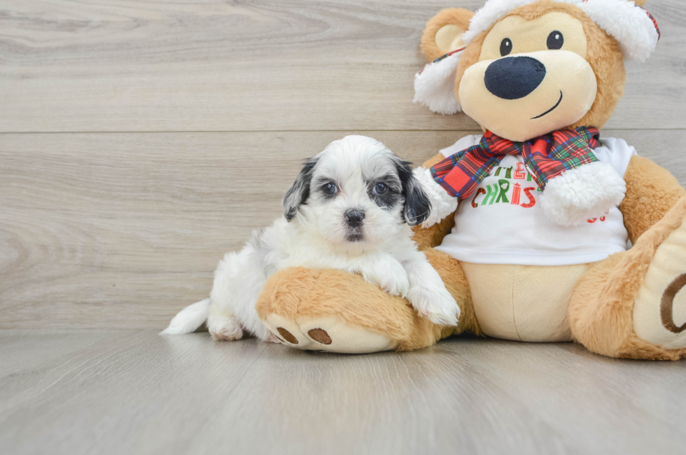 6 week old Shih Poo Puppy For Sale - Florida Fur Babies