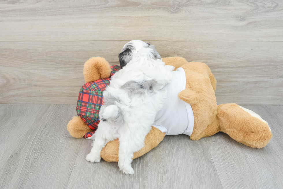 Small Shih Poo Baby