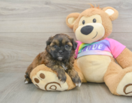 8 week old Shih Poo Puppy For Sale - Florida Fur Babies