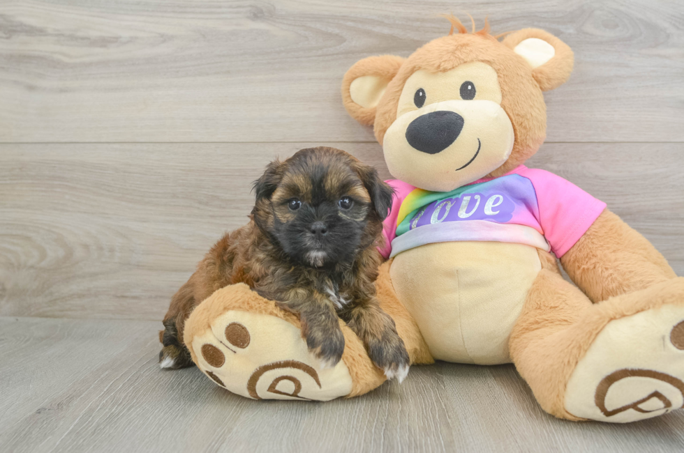 5 week old Shih Poo Puppy For Sale - Florida Fur Babies