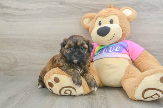 Little Shih Poo Poodle Mix Puppy